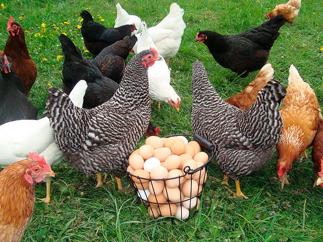 Содержание кур и уход за ними | ЗооТом - продажа, вязка и услуги для животных в Аргаяше