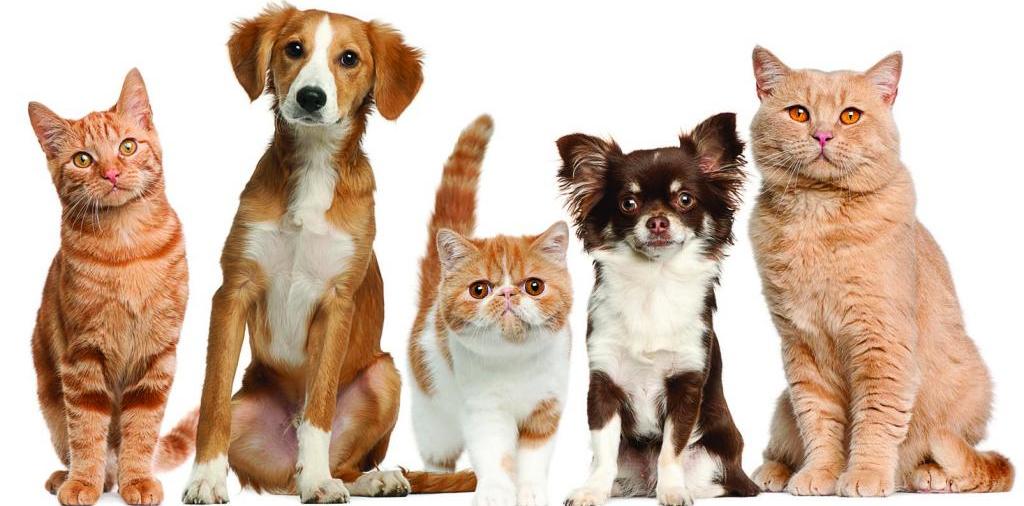 Доска объявлений о животных | ЗооТом - продажа, вязка и услуги для животных в Аргаяше