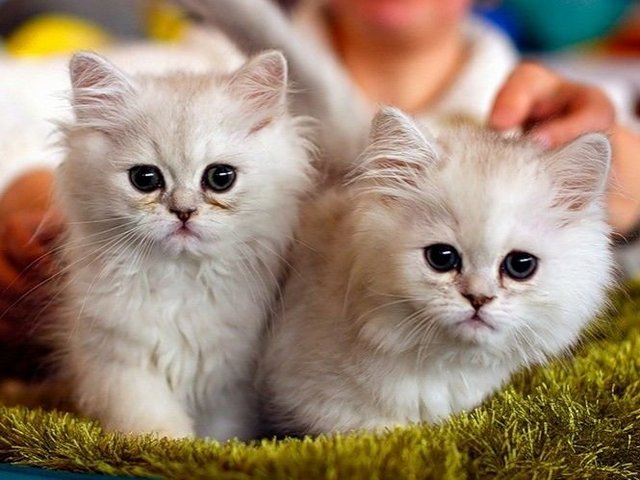 Породы кошек в Аргаяше | ЗооТом портал о животных