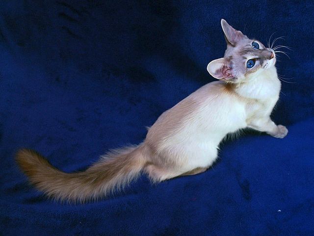 Выведенные породы кошек в Аргаяше | ЗооТом портал о животных