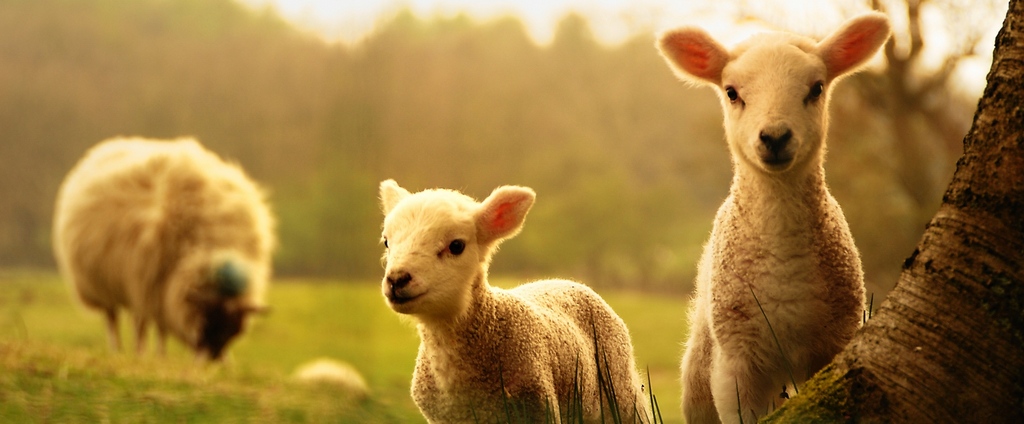 Объявления о сельскохозяйственных животных | ЗооТом - продажа, вязка и услуги для животных в Аргаяше