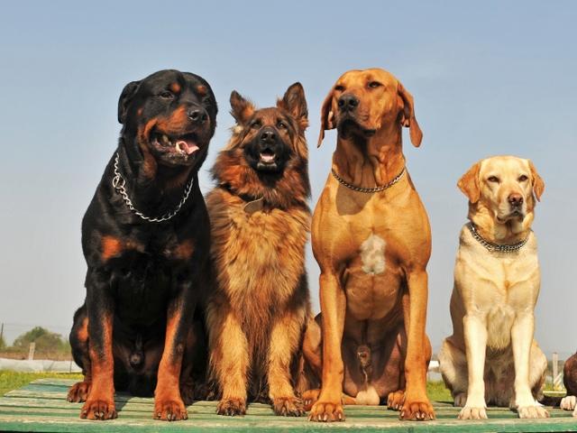 Крупные породы собак в Аргаяше | ЗооТом портал о животных